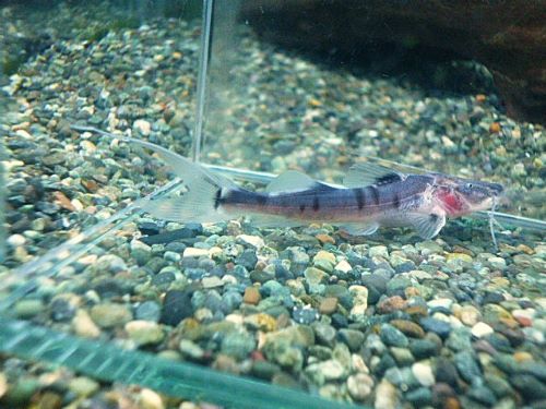 ゼブラキャット