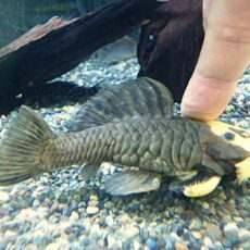 ゴールデンマーブルダルマプレコ　２０２５年１１月７日入荷