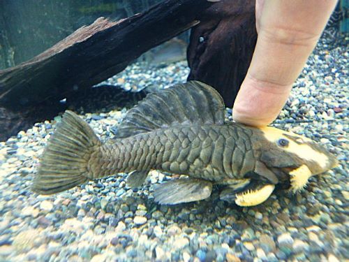 ゴールデンマーブルダルマプレコ　２０２５年１１月７日入荷