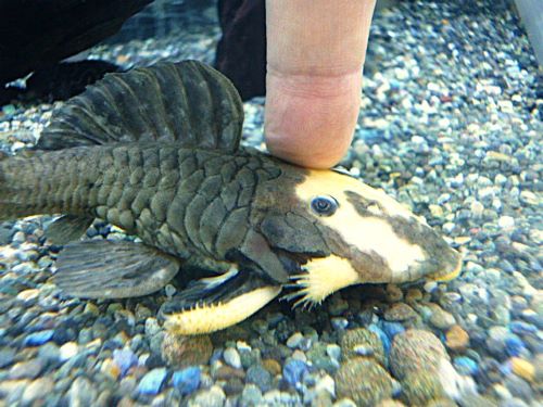 ゴールデンマーブルダルマプレコ