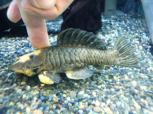 ゴールデンマーブルダルマプレコ