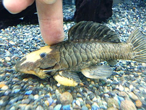 ゴールデンマーブルダルマプレコ