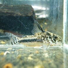 コリドラス　シパリウィニ　スリナム①　２０２５年１１月２２日入荷