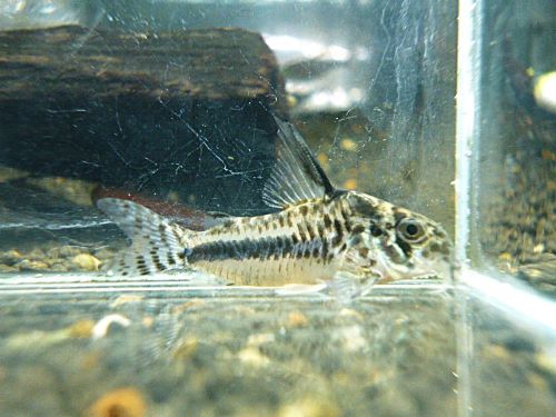 コリドラス　シパリウィニ　スリナム①　２０２５年１１月２２日入荷