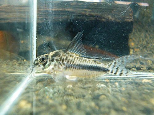 コリドラス　シパリウィニ