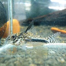 コリドラス　シパリウィニ　スリナム②　２０２５年１１月２２日入荷