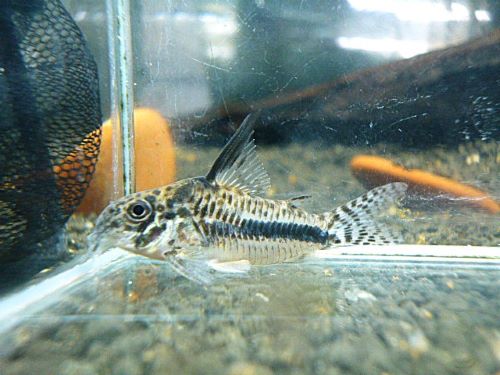 コリドラス　シパリウィニ　スリナム②　２０２５年１１月２２日入荷