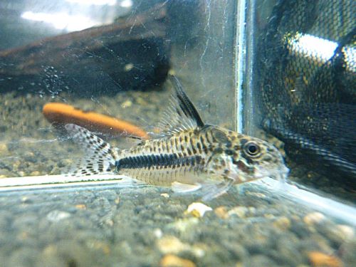 コリドラス　シパリウィニ