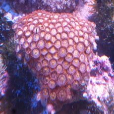 マメスナ　メタリックオレンジ　２０２５年１１月２７日撮影