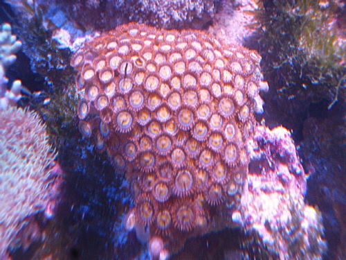 マメスナ　メタリックオレンジ　２０２５年１１月２７日撮影