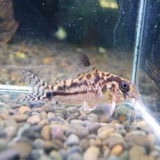 おすすめコリドラス　エヴェリナエⅡ　２０２５年７月１日入荷