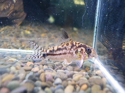 おすすめコリドラス　エヴェリナエⅡ　２０２５年７月１日入荷