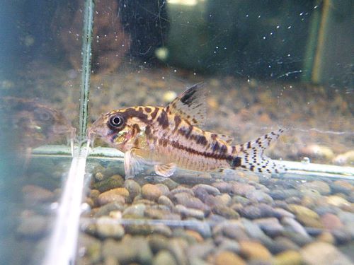 コリドラス　エヴェリナエⅡ