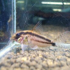 スペシャルプライス９匹目！！！コリドラス　ラインアーク