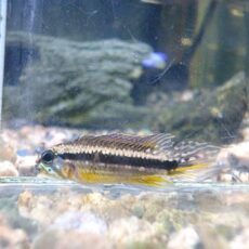 アピスト　メンデジィ　サンタイザベル　オス背ビレ乱れ有り