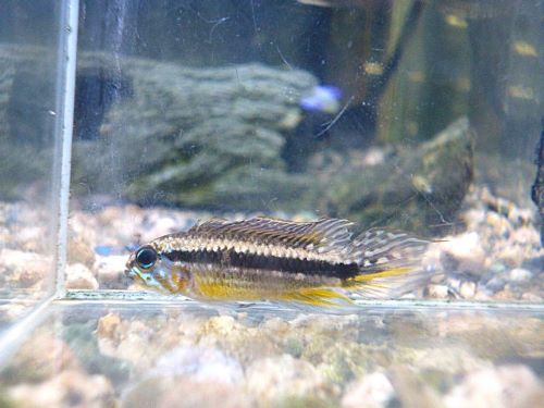 アピスト　メンデジィ　サンタイザベル　オス背ビレ乱れ有り