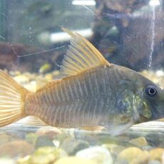 コリドラス　コンコロール　ＷＩＬＤ　２０２５年１１月９日入荷