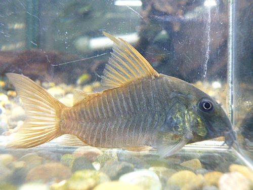 コリドラス　コンコロール　ＷＩＬＤ　２０２５年１１月９日入荷