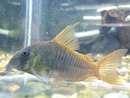 コリドラス　コンコロール