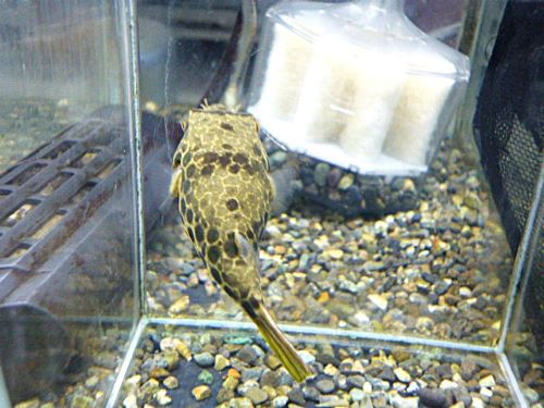 テトラオドン　ショウテデニー