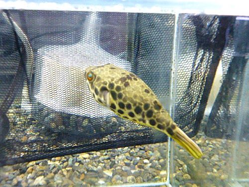 テトラオドン　ショウテデニー