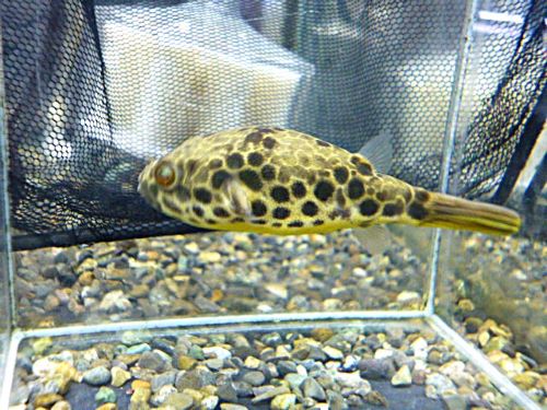 テトラオドン　ショウテデニー