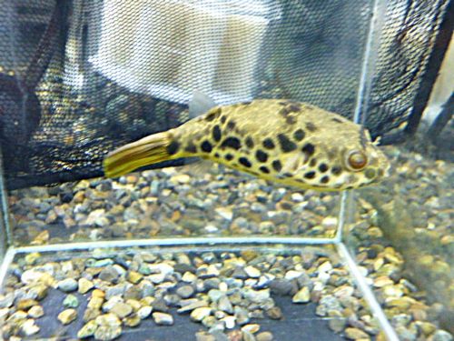 テトラオドン　ショウテデニー