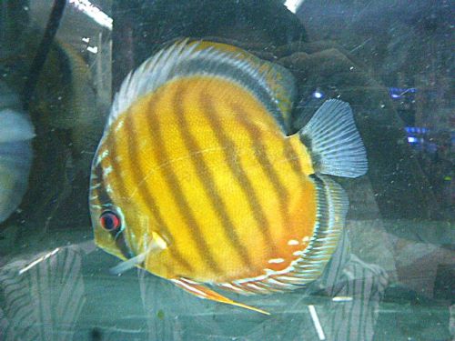 レッド・ディスカス