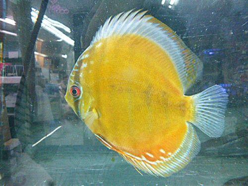 レッド・ディスカス