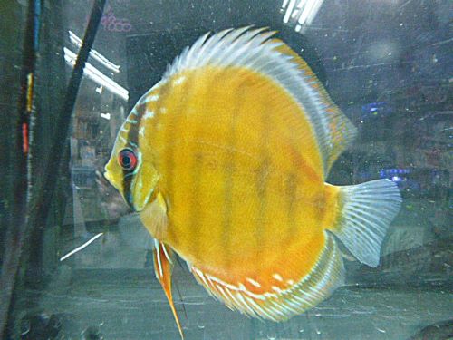 レッド・ディスカス