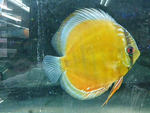 レッド・ディスカス