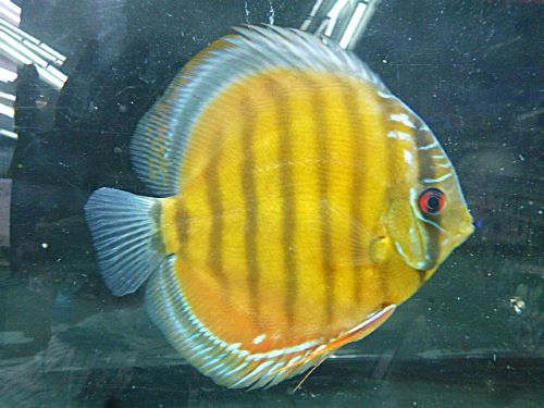 ＷＩＬＤカメタレッドディスカス　２０２５年１１月２７日入荷