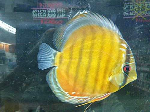 WILDカメタレッドディスカス 2025年11月27日入荷 レッド・ディスカス