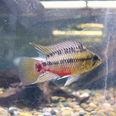 アピスト　ホングスロイ　ペア　２０２５年１０月２５日入荷