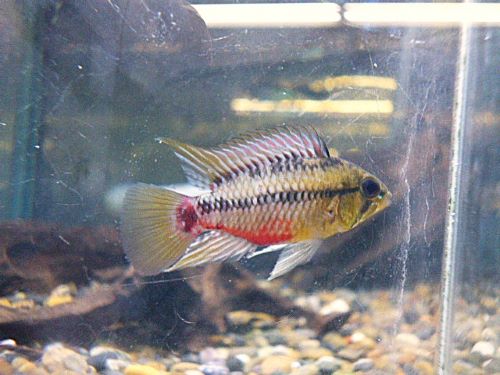 アピスト　ホングスロイ　ペア　２０２５年１０月２５日入荷