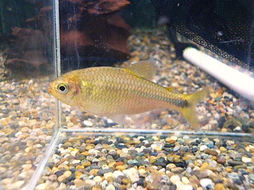 ローズフィンチテトラ