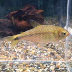 スペシャルプライス１０匹目　ローズフィンチテトラ