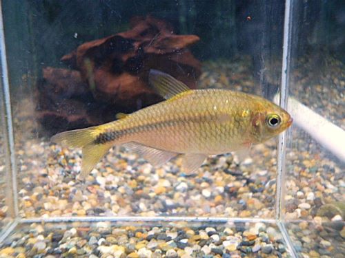 スペシャルプライス１０匹目　ローズフィンチテトラ