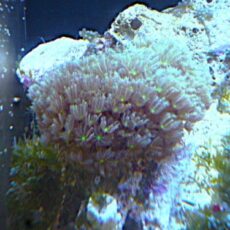 クダサンゴ　グリーンコア　２０２５年１１月２９日撮影