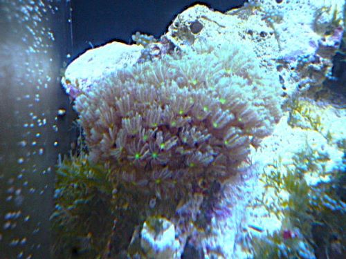 クダサンゴ　グリーンコア　２０２５年１１月２９日撮影