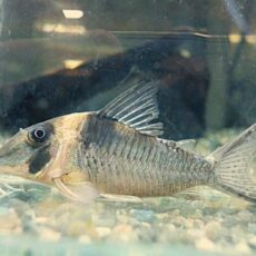 コリドラス　ロングノーズヴァージナエ①　　２０２５年１１月２７日入荷