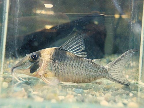 コリドラス　ロングノーズヴァージナエ①　　２０２５年１１月２７日入荷