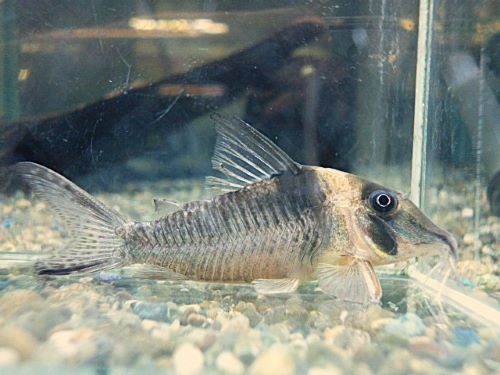 コリドラス　ロングノーズヴァージナエ