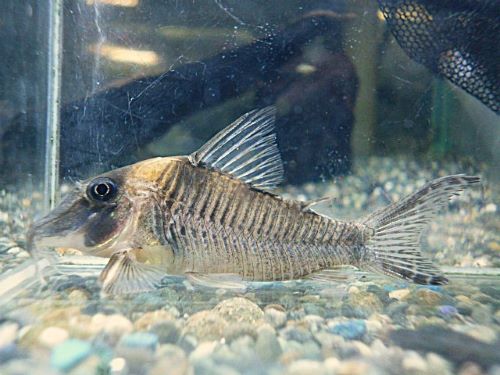 コリドラス　ロングノーズヴァージナエ