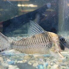 コリドラス　ロングノーズヴァージナエ②　２０２５年１１月２７日入荷