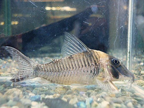 コリドラス　ロングノーズヴァージナエ②　２０２５年１１月２７日入荷