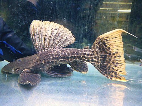 タイタニックトリムプレコ