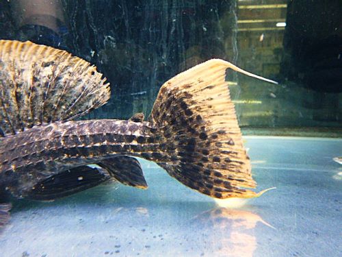 タイタニックトリムプレコ