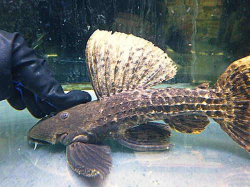 タイタニックトリムプレコ