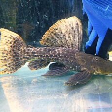 スペシャルプライス１１匹目！！！タイタニックトリムプレコ約２６～２７ｃｍ